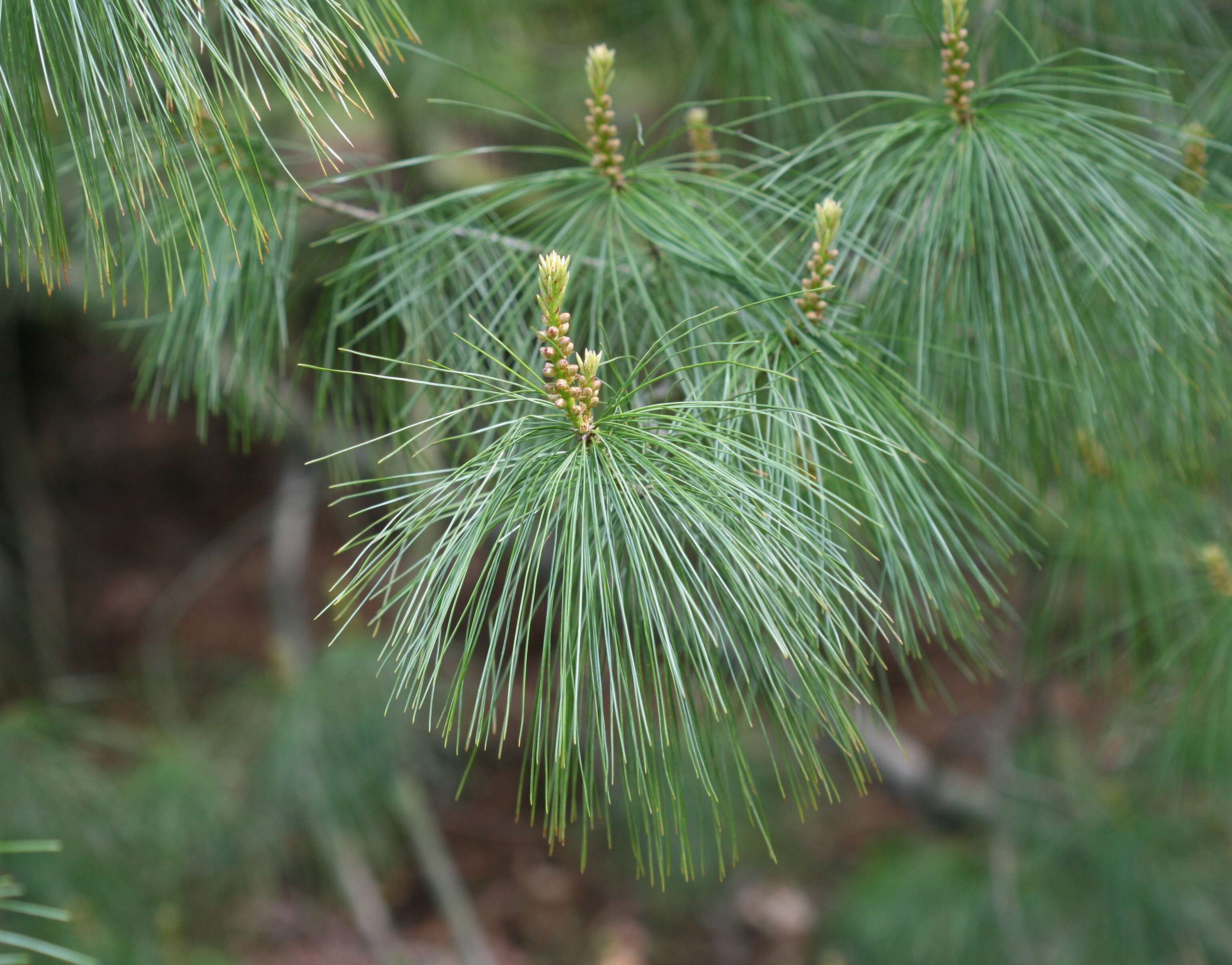 Pinus armandii Franch. resmi
