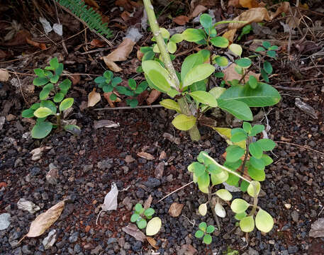 Image of peperomia