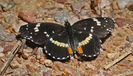 Image of Bordered Patch