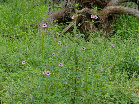 Image of Sesamum triphyllum Welw. ex Aschers.