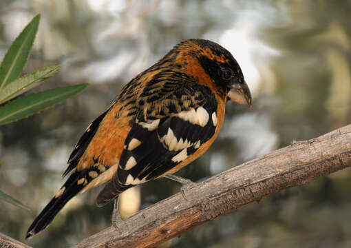 Image of Black-headed Grosbeak