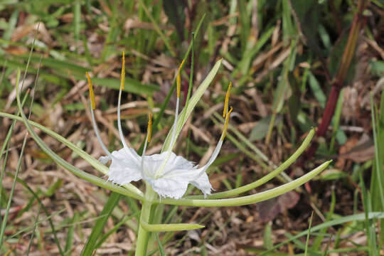 Image of alligatorlily