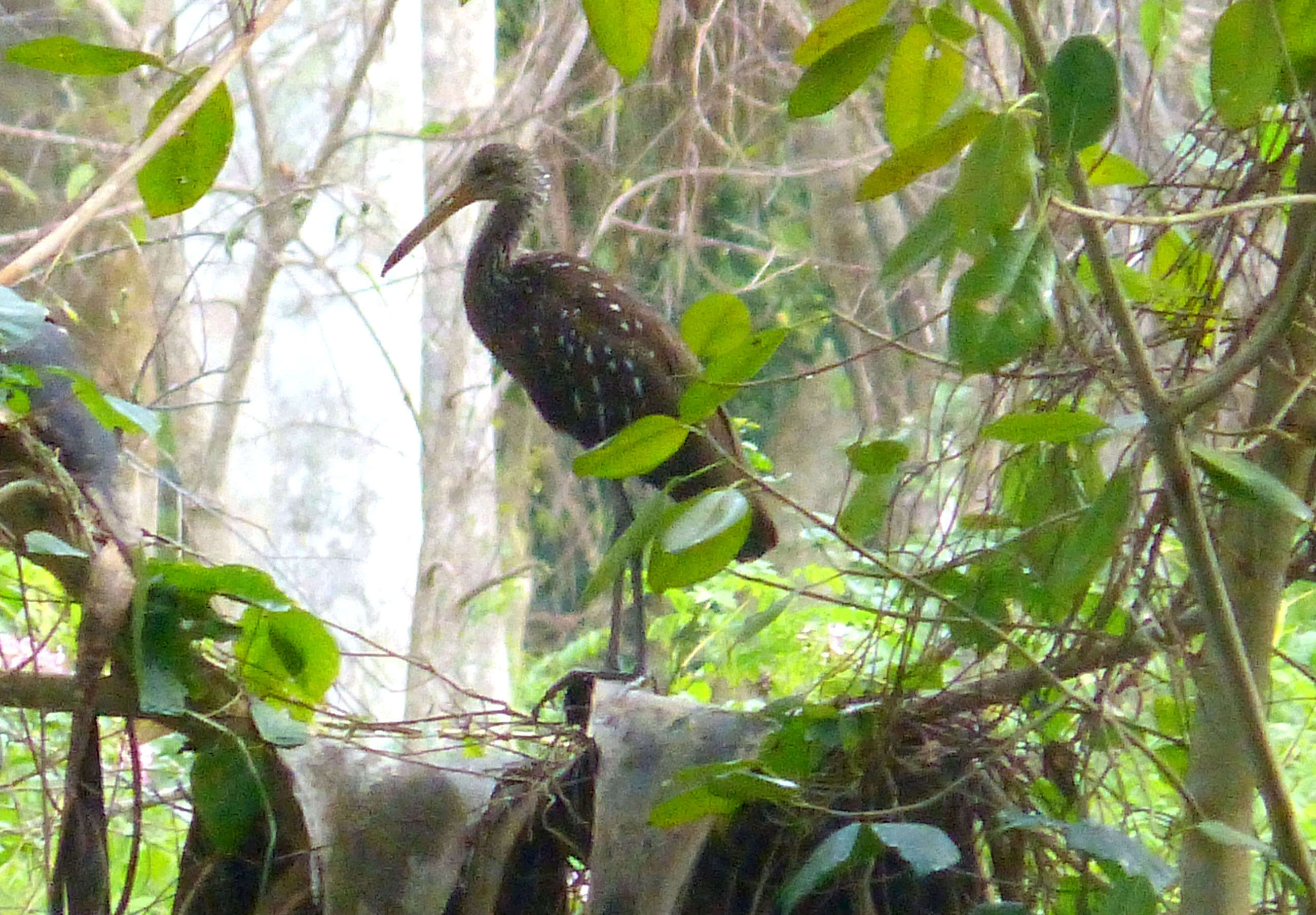 Image of limpkins