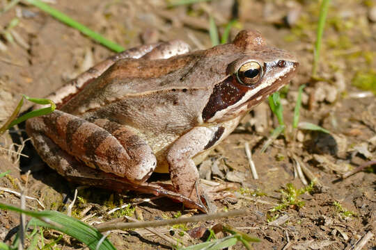 Image of Agile Frog