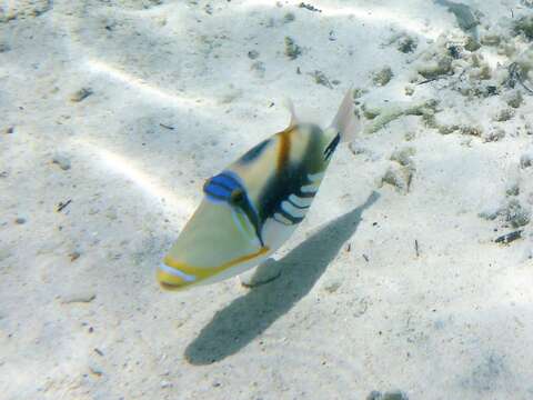 Image of Lagoon triggerfish