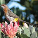 Image of Gurney's Sugarbird