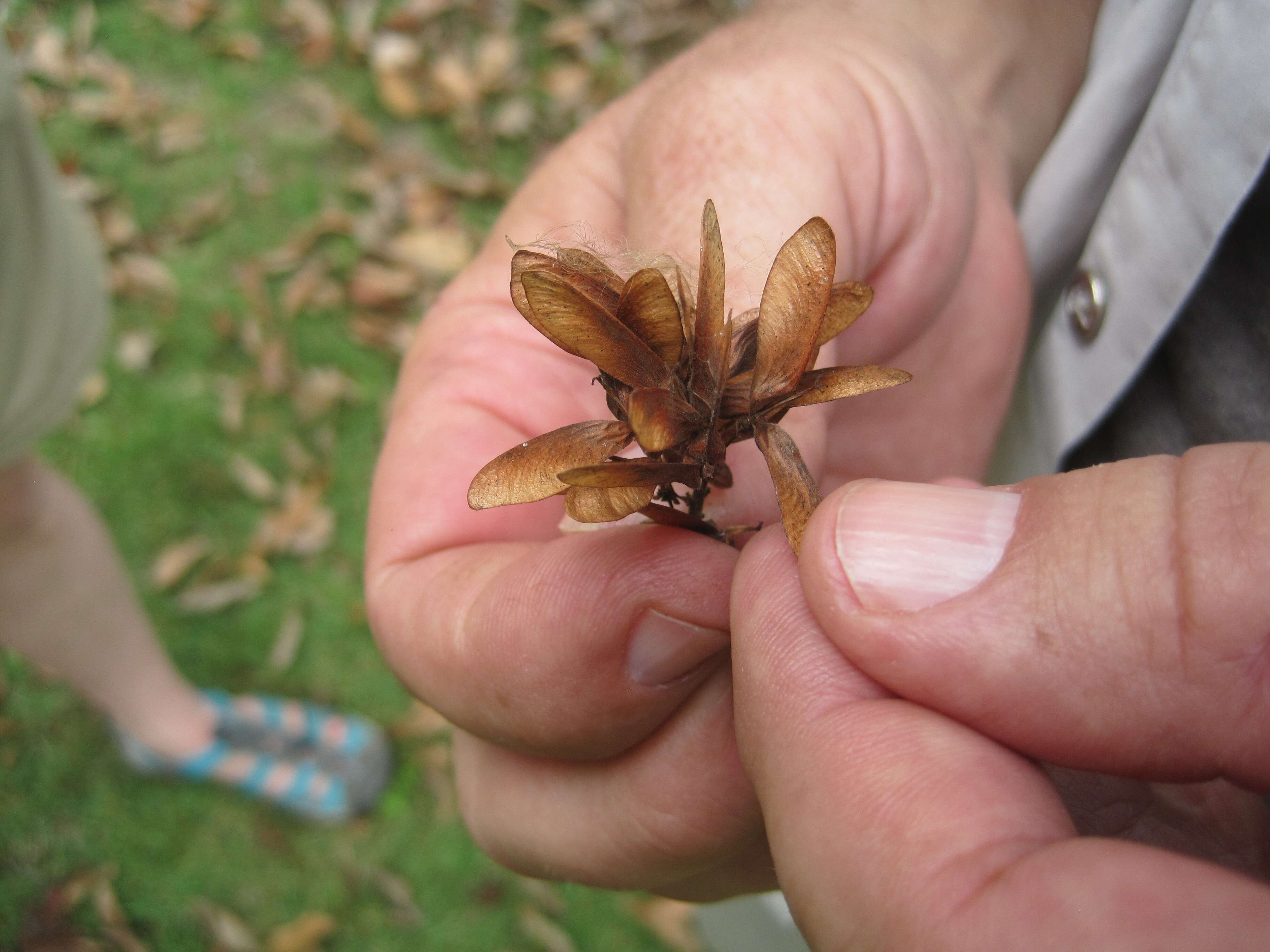 Слика од Fraxinus uhdei (Wenz.) Lingelsh.