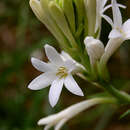 Image of tuberose