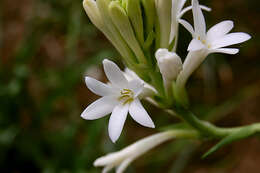 Image of tuberose