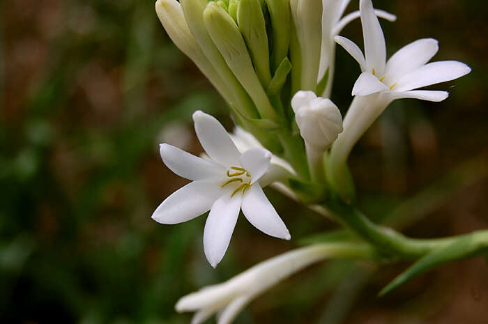 صورة Agave polianthes Thiede & Eggli