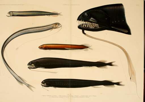 Image of Dragonfish