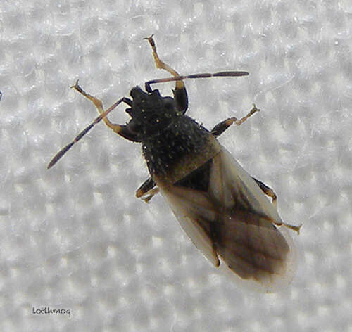 Image de Oxycarenidae