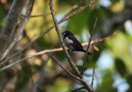 Image of White-rumped Munia