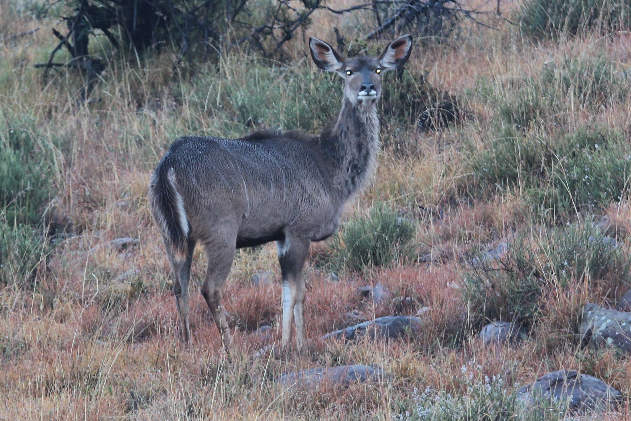 Image of Spiral-horned Antelope