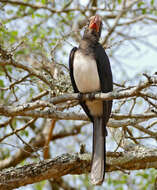 Image of Crowned Hornbill