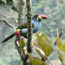 Image of Gray-breasted Mountain-toucan