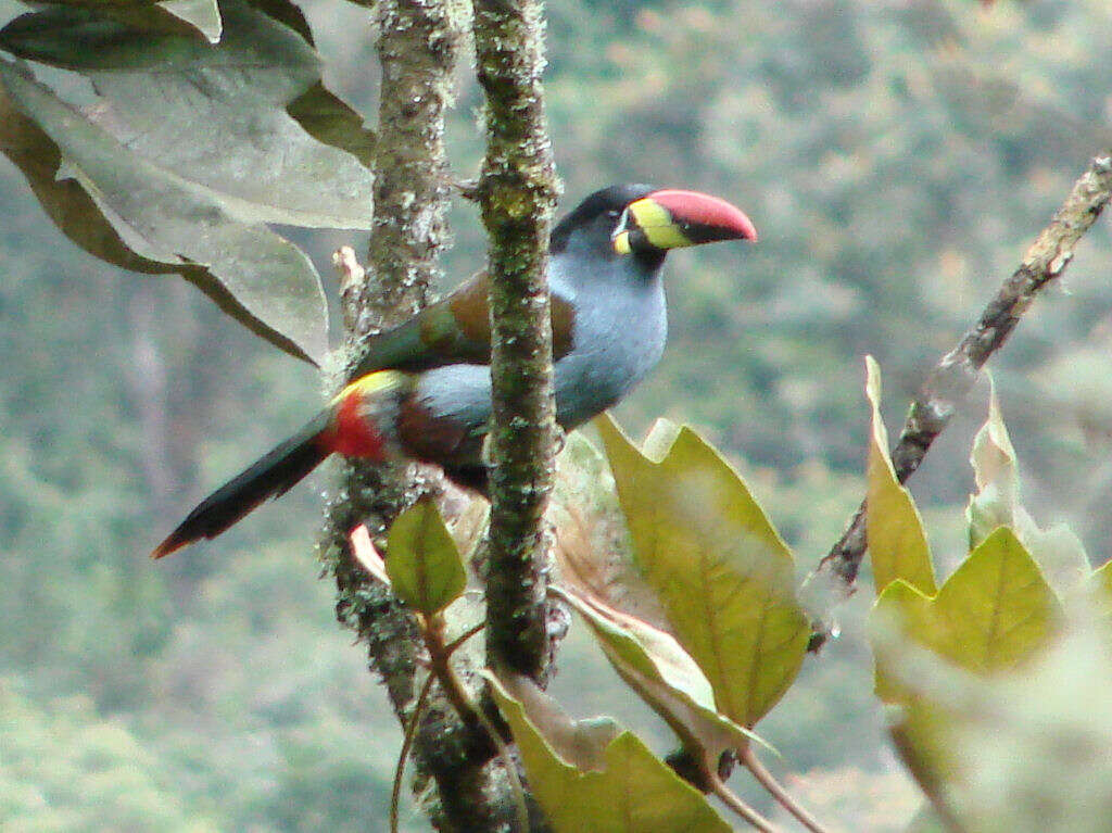 Image of Mountain toucan