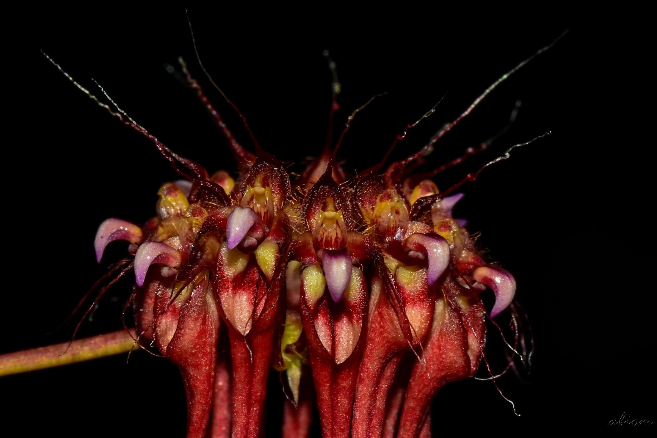 Image of Wispy umbrella orchid