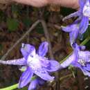 Image of Rocky Mountain larkspur