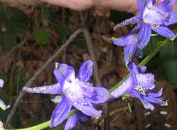 Image of Rocky Mountain larkspur
