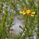 Imagem de Hypericum tenuifolium Pursh