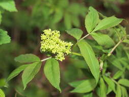 Imagem de Sambucus racemosa L.