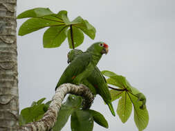 Image of Amazon parrots