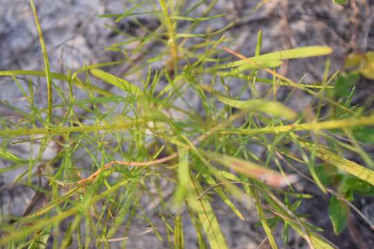 صورة Liatris pauciflora Pursh