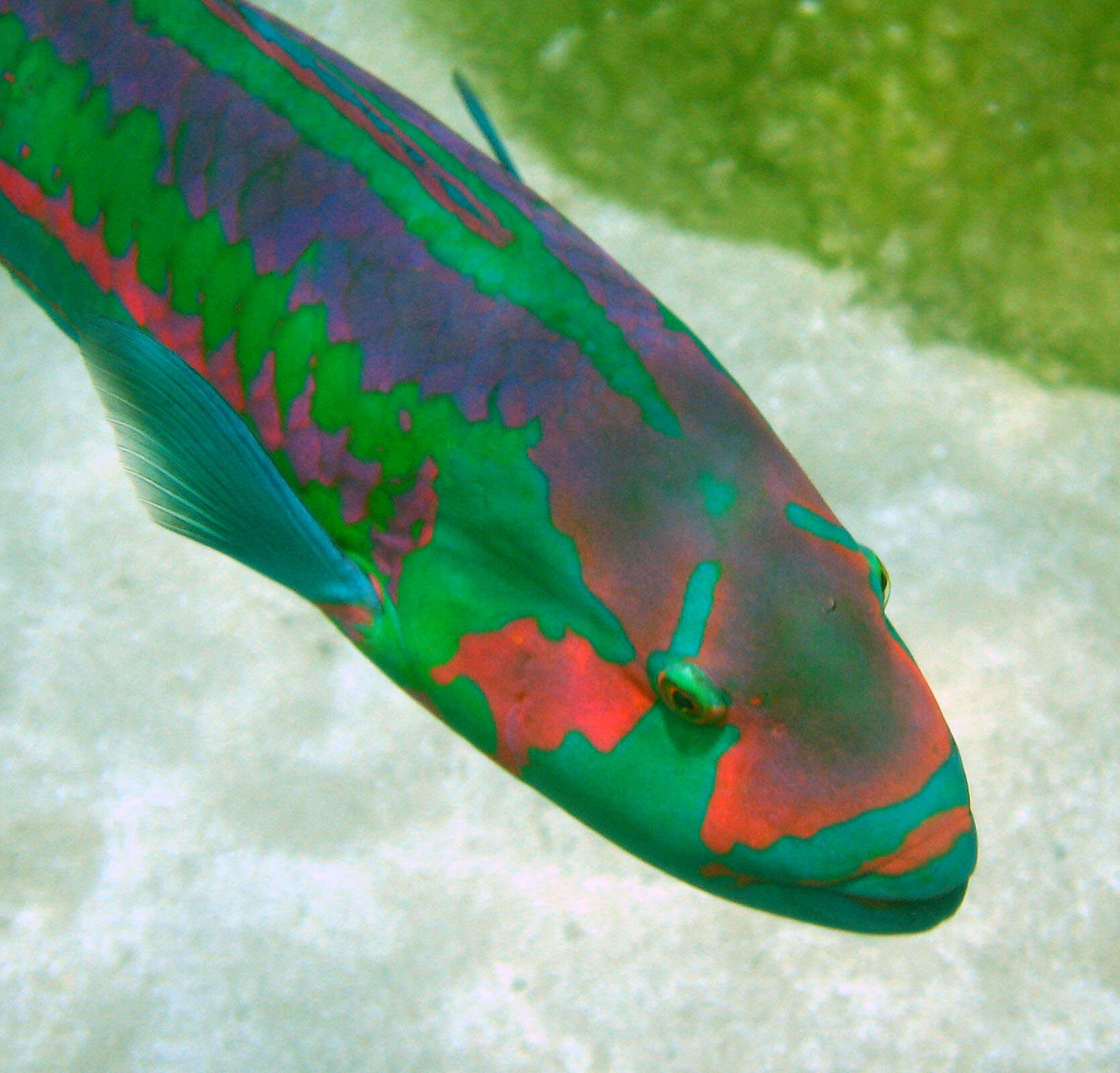 Image of Parrotfish