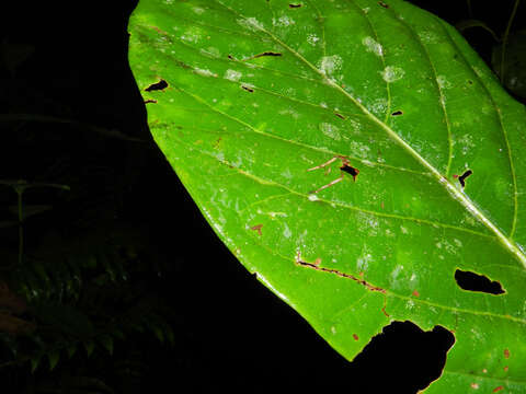 Plancia ëd Ocotea rivularis Standley & L. O. Williams