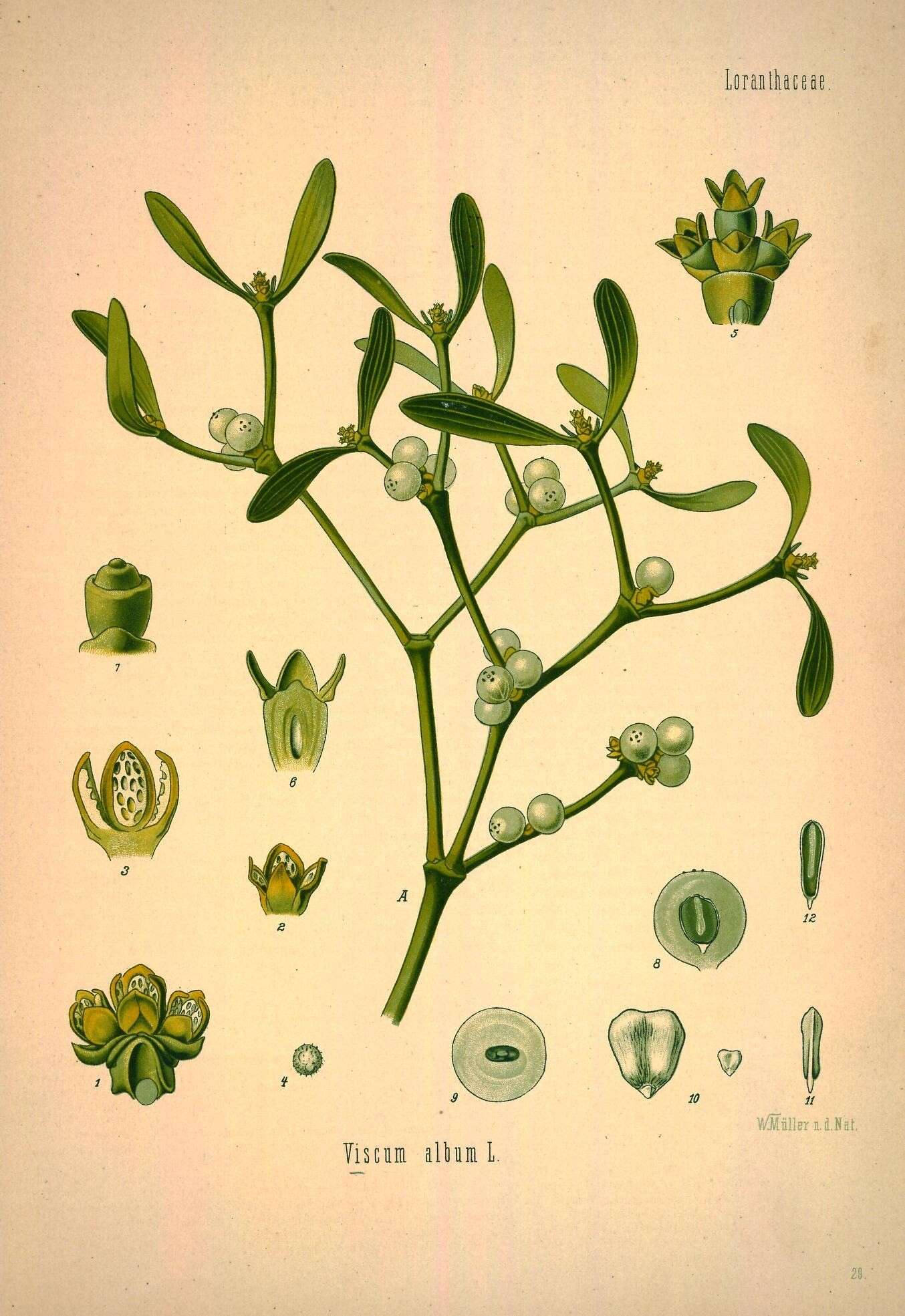 Image of Mistletoe