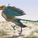 Image of Archaeopteryx lithographica Meyer 1861