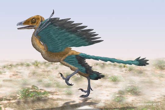 Image of Archaeopteryx Meyer 1861