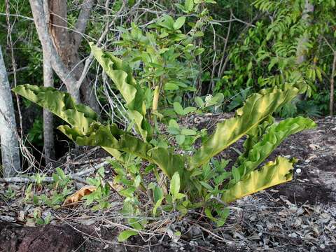 Image of Anthurium affine Schott