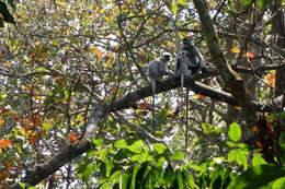 Image of Gray (=entellus) langur