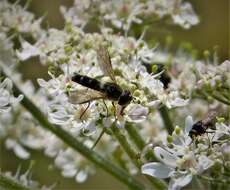 Leucozona laternaria (Muller 1776) resmi