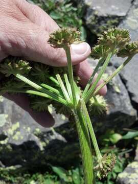 Image of angelica