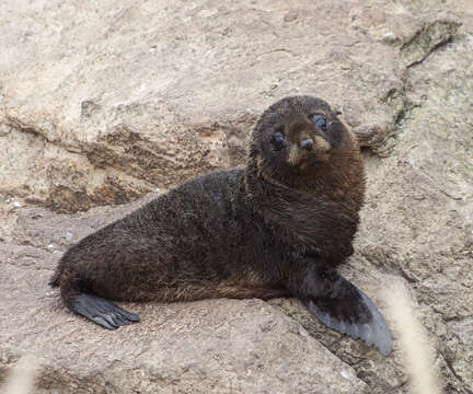 Image of Antipodean Fur Seal