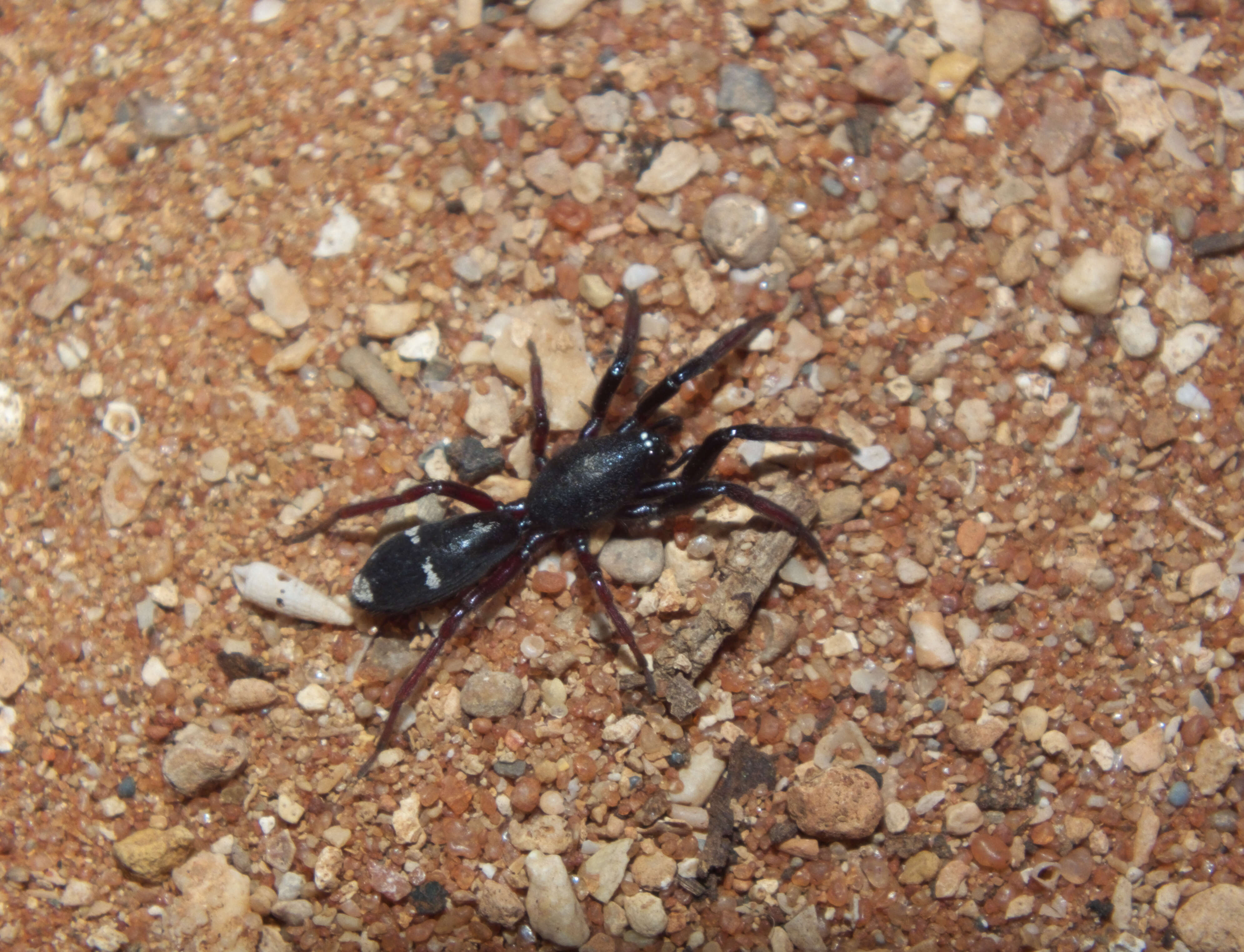 Image of zodariid ground spiders