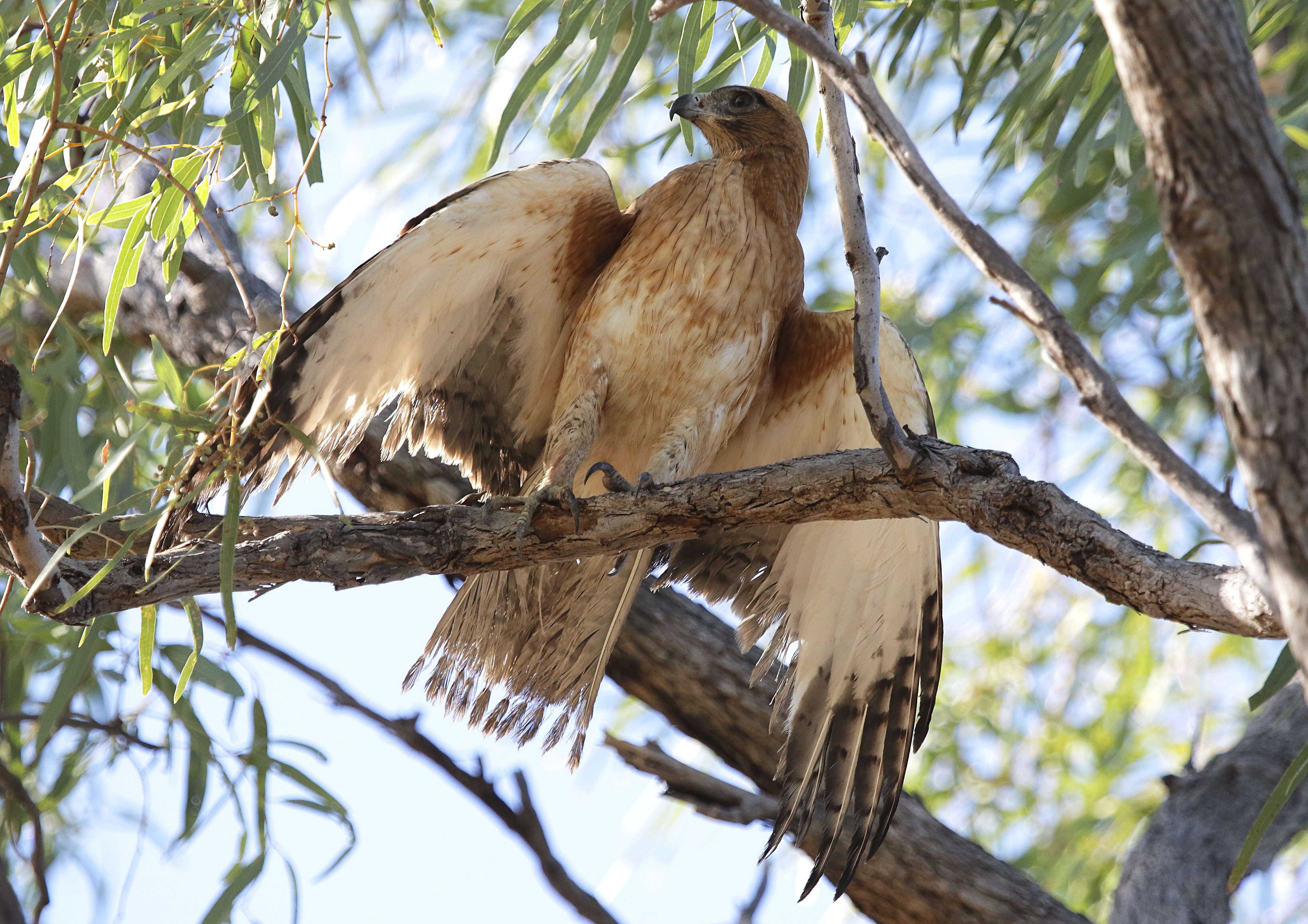 Aquila morphnoides resmi