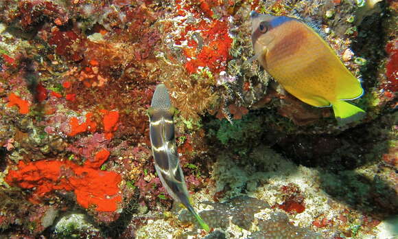 Image of Blacklip Butterflyfish