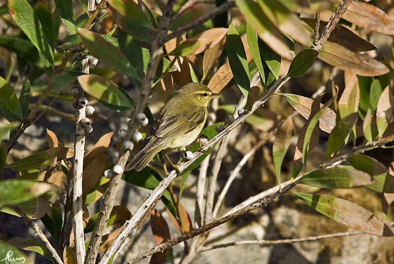 Image of Phylloscopidae