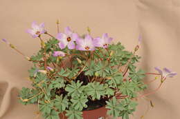 Image of Chilean Wood Sorrel