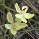 Image of Rabbit-eared sun orchid