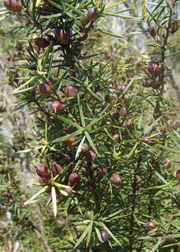 Image of Persoonia juniperina Labill.