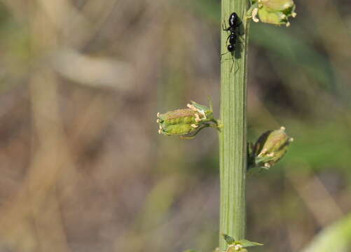 Image of Reseda undata L.