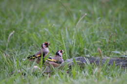 Carduelis carduelis parva Tschusi 1901的圖片