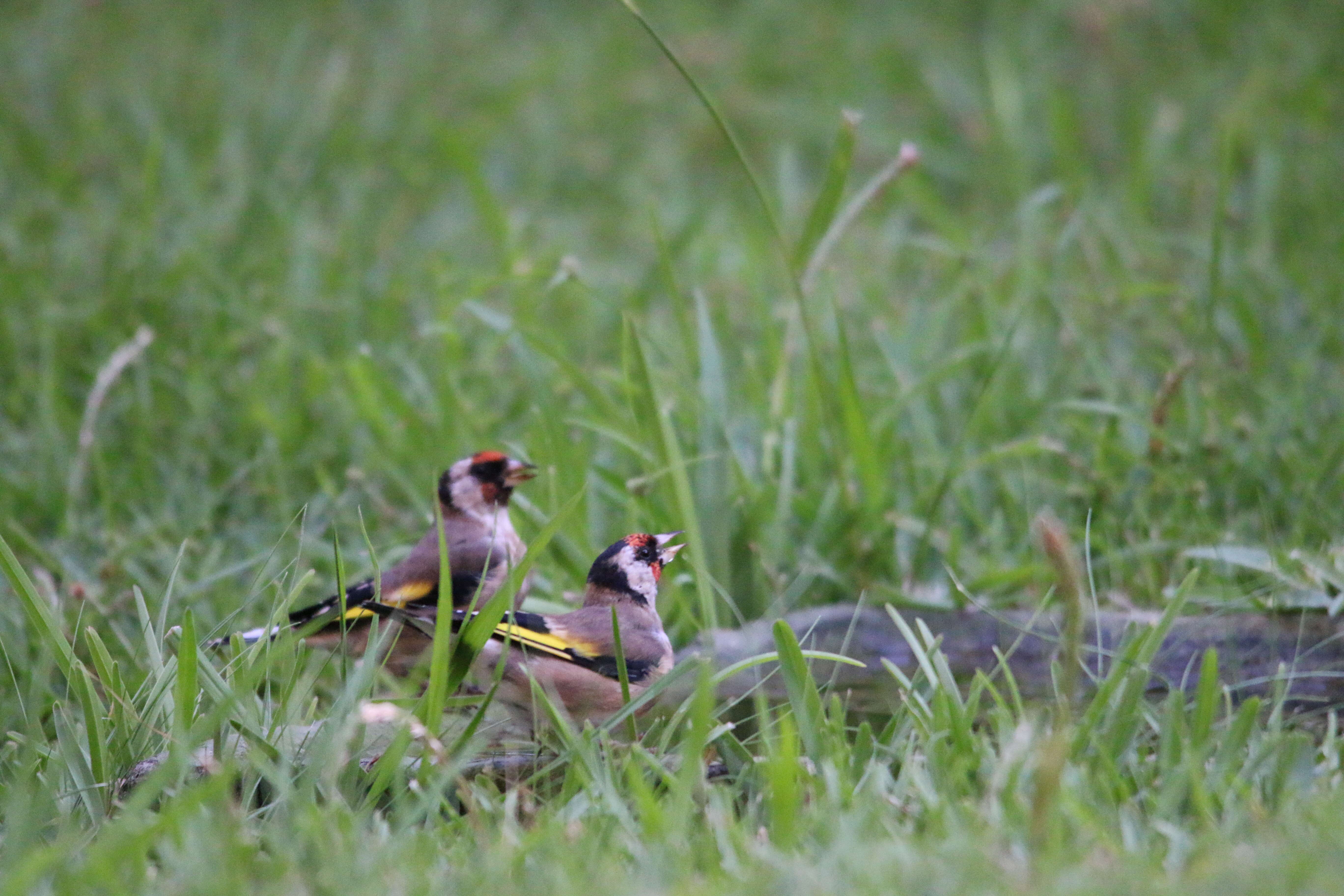 Image of Carduelis carduelis parva Tschusi 1901