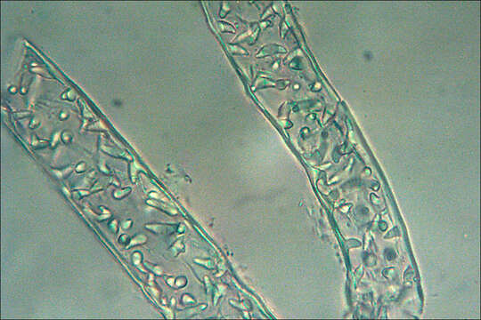 Imagem de Conocephalum salebrosum Szweyk., Buczk. & Odrzyk.