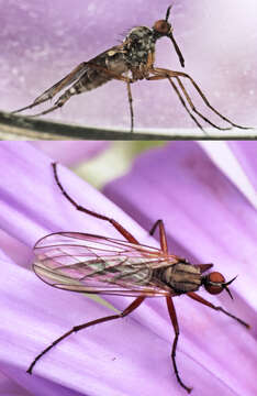 Image of Rhamphomyia variabilis (Fallen 1816)